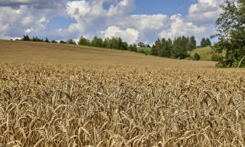 ukraine-accuses-russia-of-stealing-up-to-800,000-tonnes-of-grain