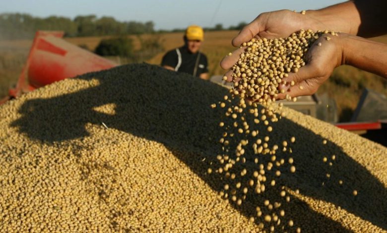 argentina's-agro-projects-record-exports,-but-high-taxes-hurt-producers