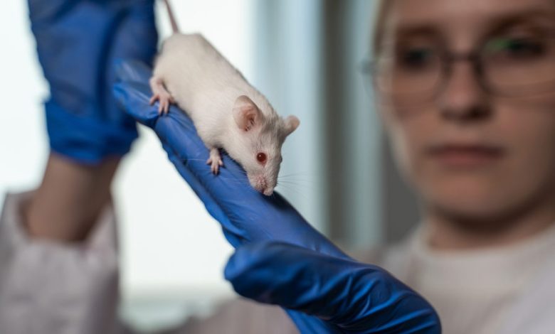 research-creates-deadliest-hybrid-coronavirus-in-rodents-and-sparks-debate-over-gain-of-function