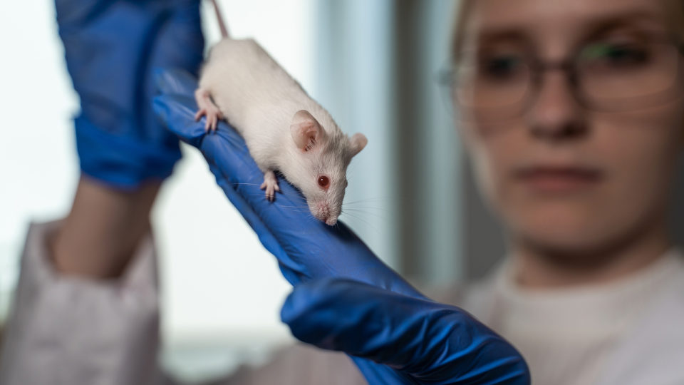 research-creates-deadliest-hybrid-coronavirus-in-rodents-and-sparks-debate-over-gain-of-function